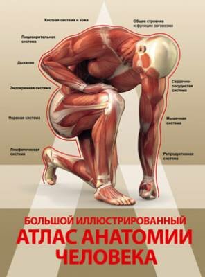 Большой иллюстрированный атлас анатомии человека. Анна Спектор Большой иллюстрированный атлас анатомии человека. Анна Спектор